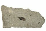 Fossil Seed Capsule - Green River Formation #260410-1